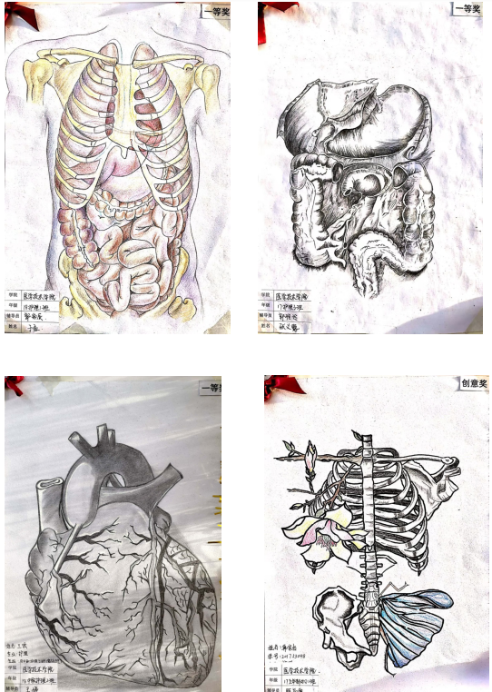 伊春職業(yè)學院醫(yī)學技術學院首屆“正常人體結(jié)構(gòu)”繪圖比賽圓滿落幕